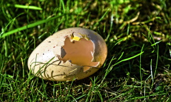 Quelle: https://pixabay.com/photos/egg-bird-s-egg-shell-empty-shell-3471439/